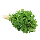 Fenugreek Greens (Methi)