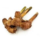 Desi Garlic (Lehsan)