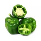 Capsicum Green (Morich)