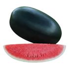 1661100192| Black Jade Watermelon (B) 1 Piece