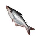 Pungash Fish River