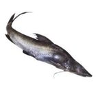 Ayer (Giant River Catfish) Big (2Kg-3Kg)
