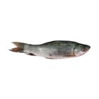 Rui (Rohu) Fish Big Local
