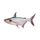 Pangash Fish Pond Medium