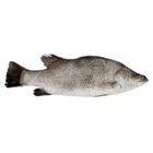 Koral Sea Perch Small