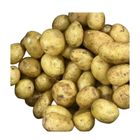 Potato Holland