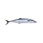 Surma (Mackerel)