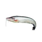 Boal (Wallago) Fish KM 1.5kg