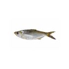 Choikka Fish(Ilisha Filigera) KM