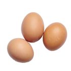 Sera Dana Egg Paragon 12 Pieces
