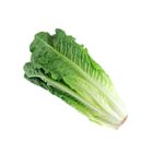 Global Fresh Lettuce Romaine - 127201