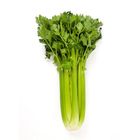 Gf Celery