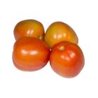 TLF Tomato Native (198846)