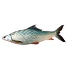 Amana Pangas Cultured Fish