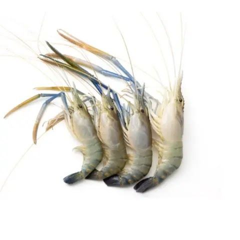Fresh Sea Fish Golda Shrimp Head On Skin On Medium 250g ±10g