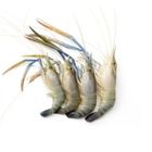 Fresh Sea Fish Golda Shrimp Head On Skin On Large 250g ±10g