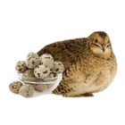 Quail Bird 60g