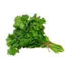 Coriander