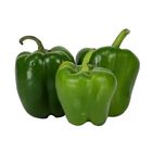 Capsicum