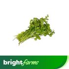 brightfarms Coriander Dhaniya Pakistan 100g